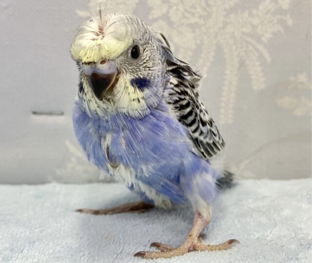 羽衣セキセイインコ