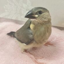 ちょこりん💕桜文鳥🌸2023年12月生まれ