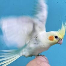 白い翼がかっこえぇ〜✨オカメインコ(ルチノー)2023年10月生まれ