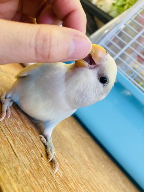 コザクラインコ（小桜インコ）