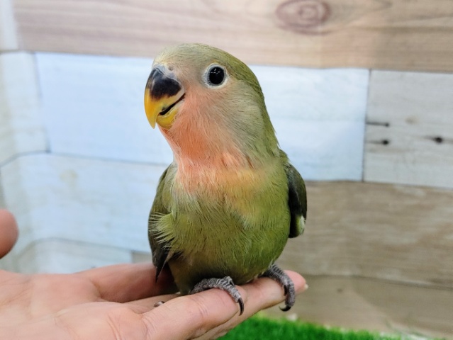 コザクラインコ（小桜インコ）