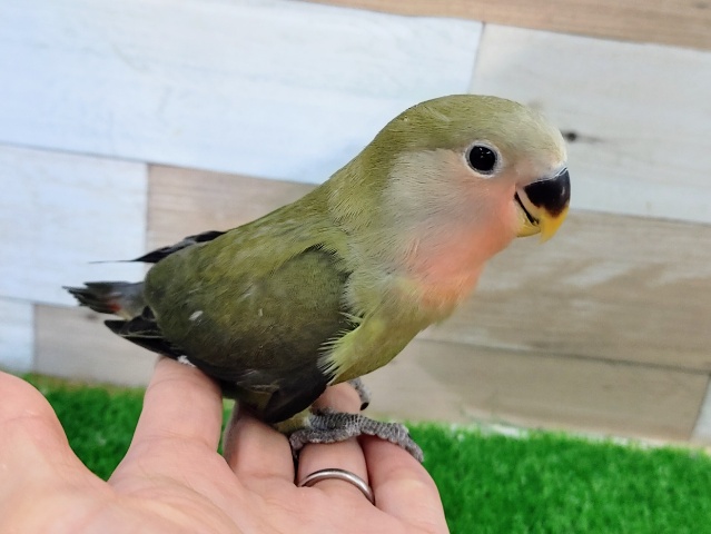 コザクラインコ（小桜インコ）