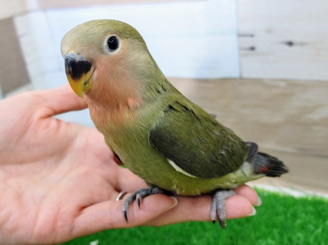 画像更新☆実は甘えん坊？❤コザクラインコ(オリーブ)入荷しました❤