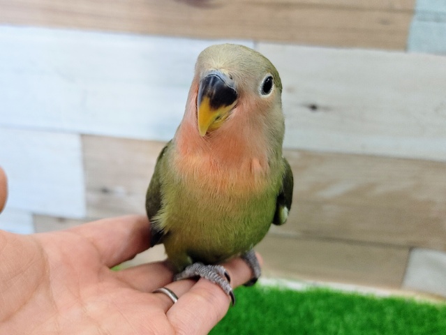 コザクラインコ（小桜インコ）