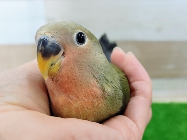 コザクラインコ（小桜インコ）