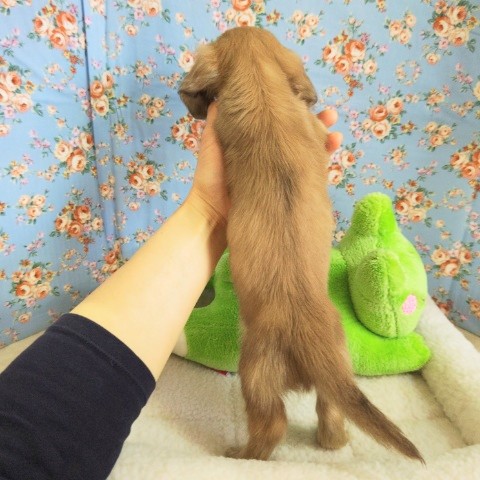 ミニチュアダックス