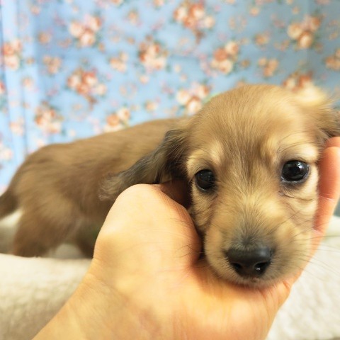 ミニチュアダックス