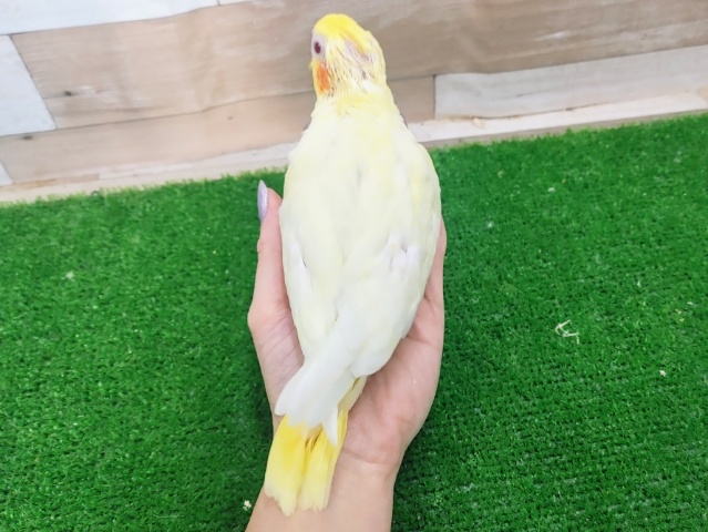 オカメインコ