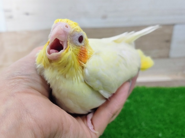 オカメインコ