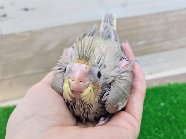 オカメインコ