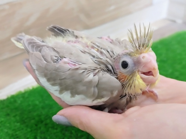 オカメインコ