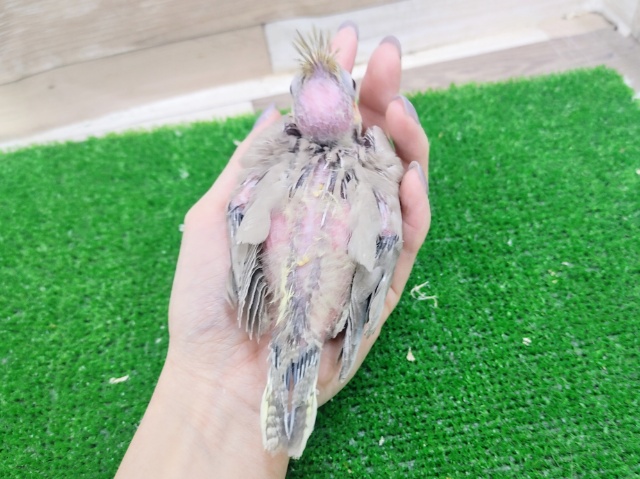 オカメインコ