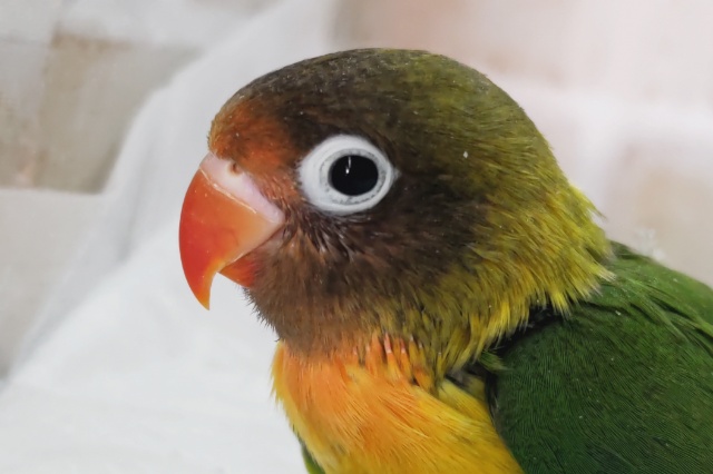 キエリボタンインコ