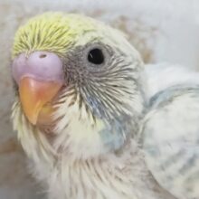 色合いたまらん～🌈 セキセイインコ(パステルレインボーパイド)