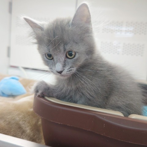 最新画像!ミヌエット(ブルー)男の子♫低姿勢なんです(・・;) ミヌエット