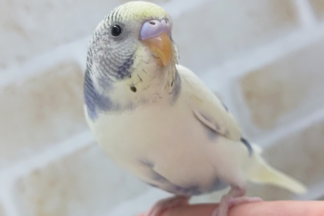 🌟最新画像🌟 魅力いっぱい～✨ セキセイインコ(4色ハルクイン)