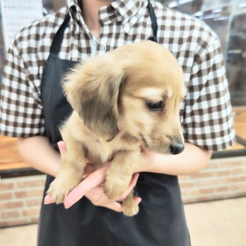 ミニチュアダックス