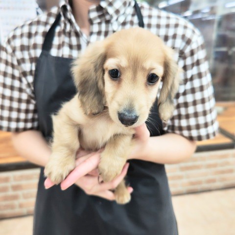 ミニチュアダックス