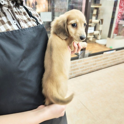 ミニチュアダックス