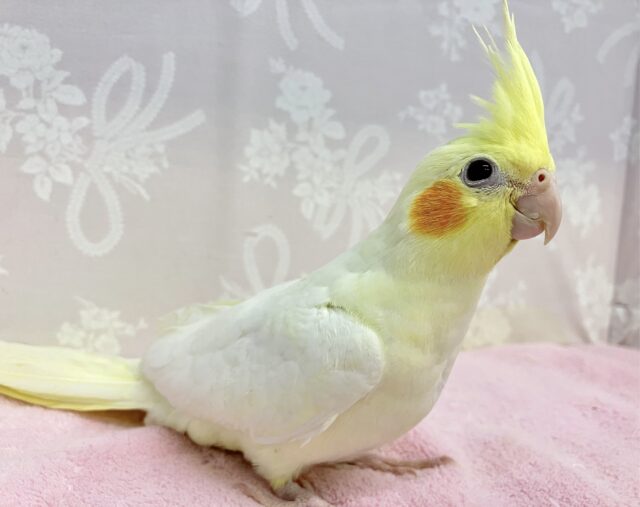 オカメインコ