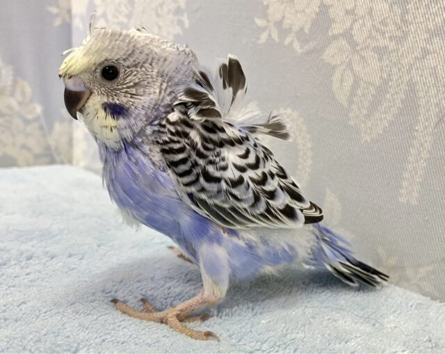 羽衣セキセイインコ