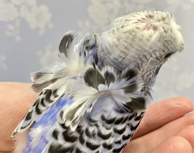 羽衣セキセイインコ