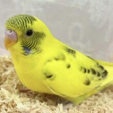 ✨️最新画像✨️イエローちゃん🌼セキセイインコ(パイド)2023年12月生まれ