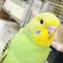 【最新画像更新☆☆】ムチムチ安心感・・・それがいい！！　セキセイインコ