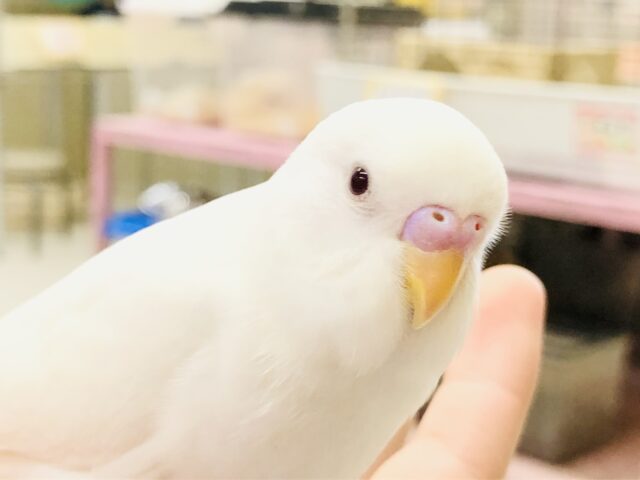 【最新画像更新☆☆】純白天使ちゃん♪♪　セキセイインコ