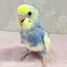 ❣️最新画像❣️きゃわたんクリーム💛 セキセイインコ (パステルレインボーパイド)2023年12月生まれ