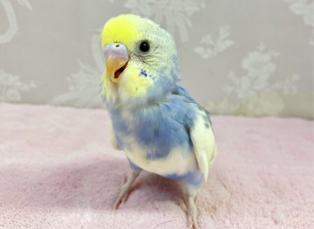 ❣️最新画像❣️きゃわたんクリーム💛 セキセイインコ (パステルレインボーパイド)2023年12月生まれ
