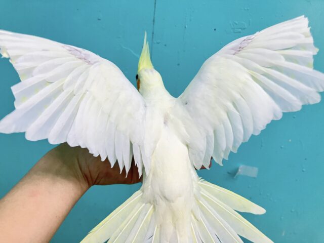 白い翼がかっこえぇ〜✨オカメインコ(ルチノー)2023年10月生まれ オカメインコ