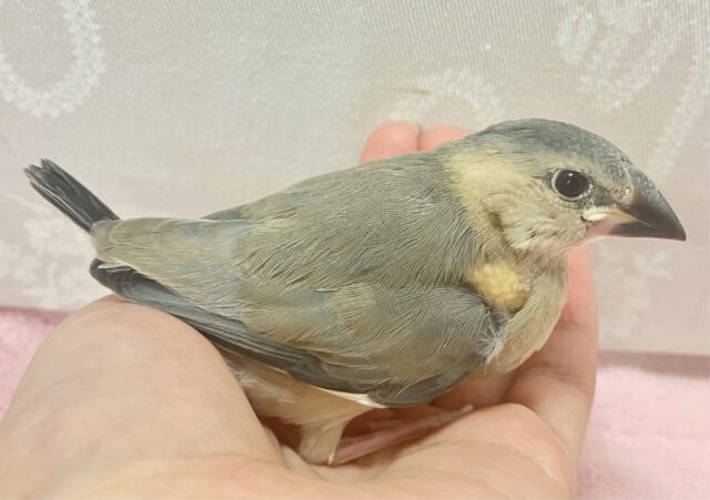 ちょこりん💕桜文鳥🌸2023年12月生まれ 桜文鳥