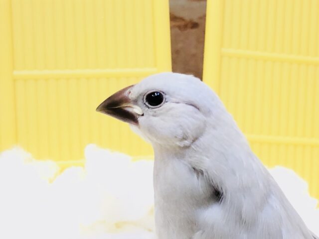 【最新画像更新☆☆】白銀に輝くカラー・・・　シルバー文鳥
