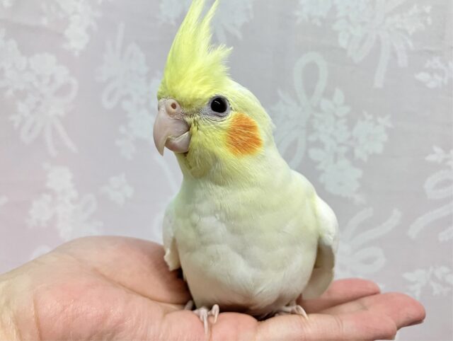 オカメインコ