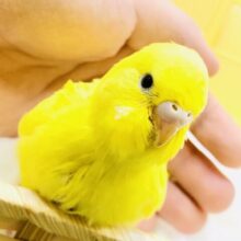 元気印のヒヨコちゃん　セキセイインコ