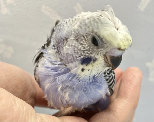 羽衣セキセイインコ