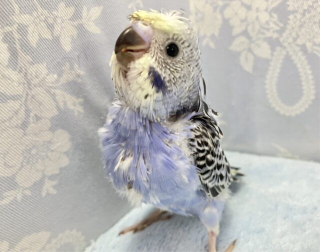 くるくる花びら〜🌼.*羽衣セキセイインコ(オパーリンブルー)2023年12月生まれ
