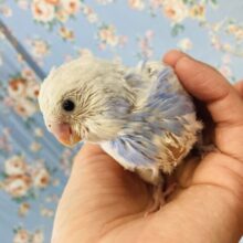 🫧ホワイト×コバルトブルー🫧のかわいい色合い🐬手乗りセキセイインコ(ブルーパイド)さん🕊✨