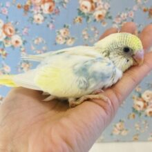 明るく柔らかなキュ-ティ-カラ-🫧手乗りセキセイインコ(スカイブルー)🕊✨