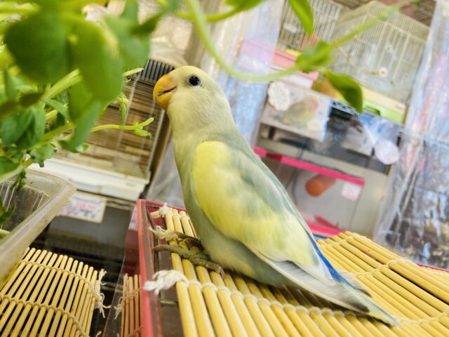 コザクラインコ（小桜インコ）