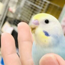 【最新画像更新☆☆】セキセイの人気色！！　セキセイインコ