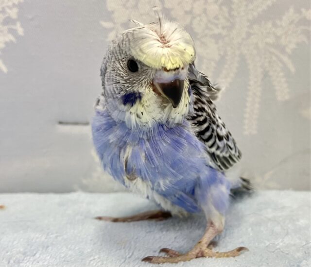 羽衣セキセイインコ