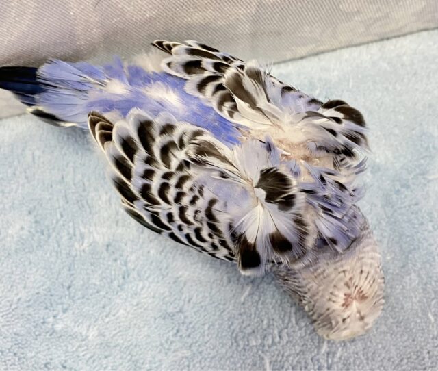 羽衣セキセイインコ