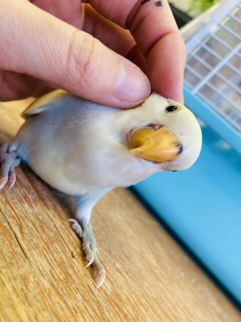 コザクラインコ（小桜インコ）