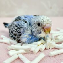 元気いっぱい✨️セキセイインコ (オパーリン)2023年12月生まれ