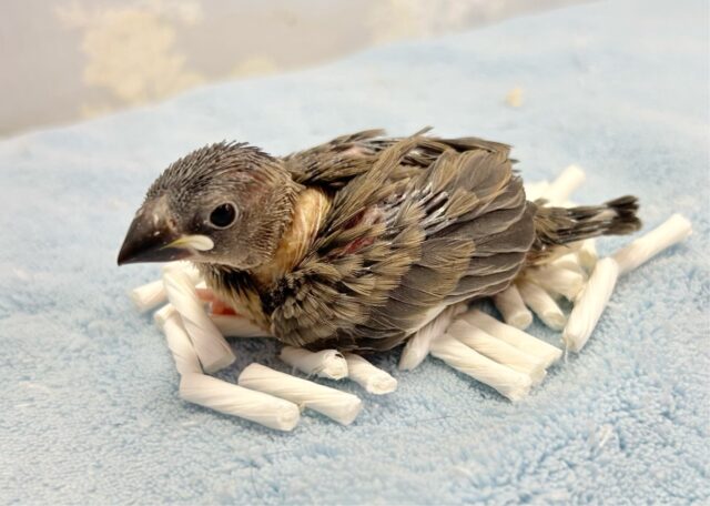 ちょこりん💕桜文鳥🌸2023年12月生まれ 桜文鳥