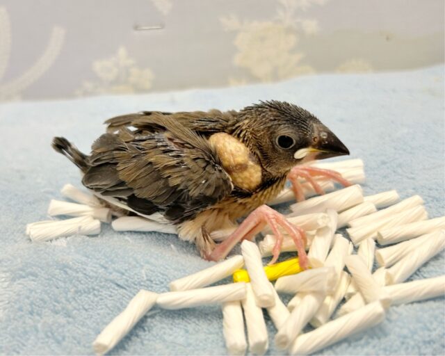 ちょこりん💕桜文鳥🌸2023年12月生まれ 桜文鳥