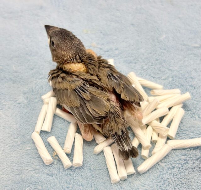 ちょこりん💕桜文鳥🌸2023年12月生まれ 桜文鳥