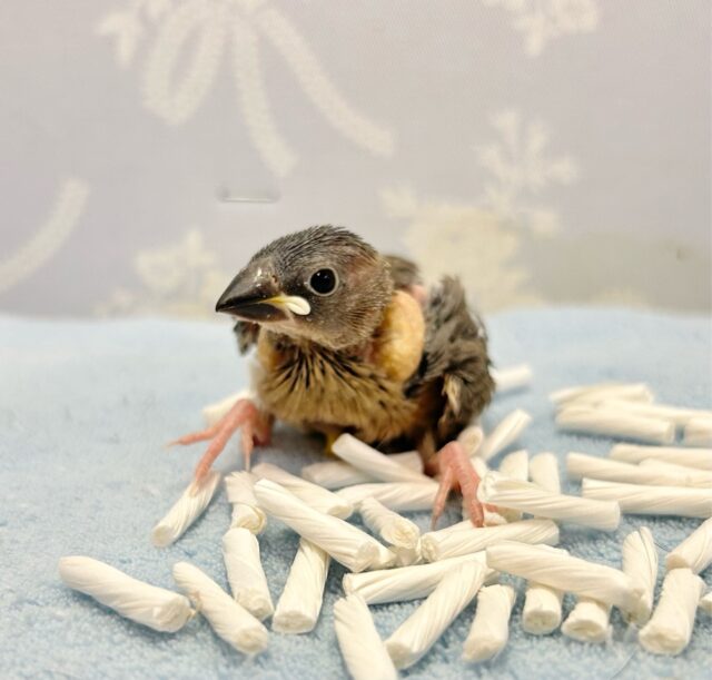 ちょこりん💕桜文鳥🌸2023年12月生まれ 桜文鳥